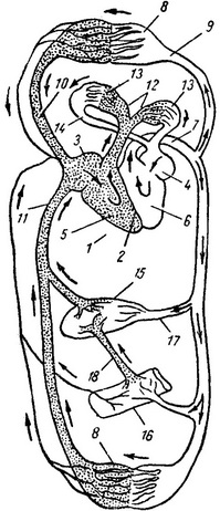 схема крово - і лімфообігу