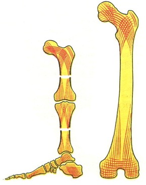 сили тиску нижньої кінцівки