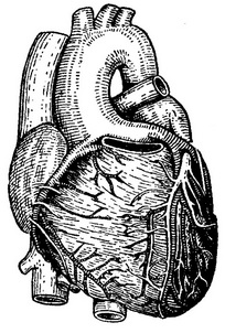серце людини і його кровоносні судини
