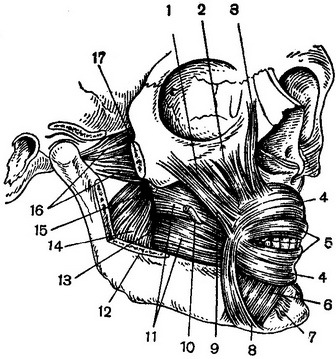 м'язи області рота