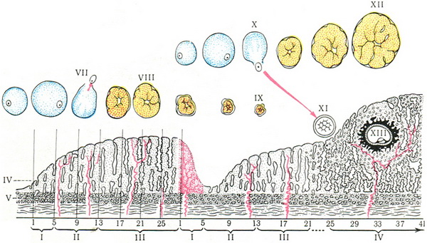 менструальний цикл