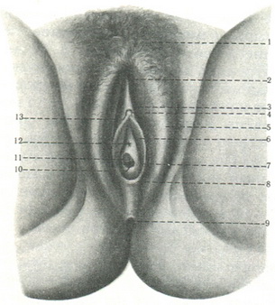 зовнішні жіночі статеві органи