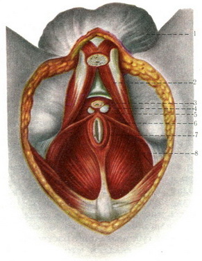 м'язи чоловічий промежини анатомія