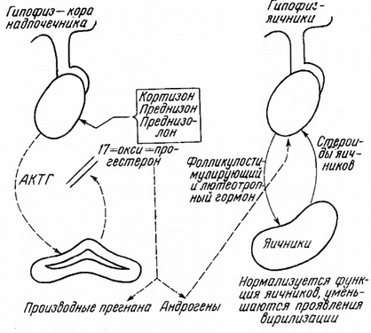 механізм дії кортизону при гіперплазії кори надниркових залоз