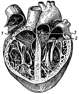 розріз серця людини клапани