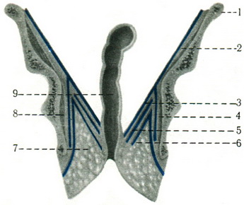 схема будови фасції тазового дна