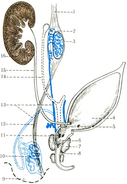 схема розвивається чоловічої сечостатевої системи