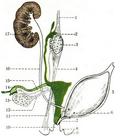 схема розвиваються жіночих статевих органів