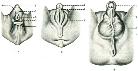 стадії розвитку чоловічих зовнішніх статевих органів