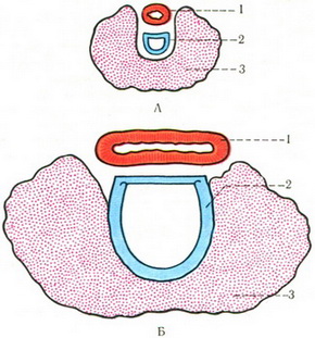 схема відносини щитовидної залози до трахеї і стравоходу