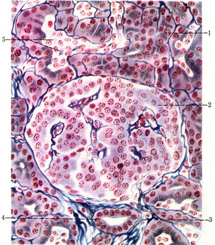 зріз підшлункової залози людини