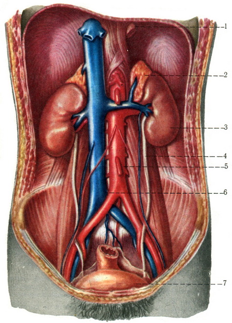 топографія надниркових залоз нирок і сечоводів