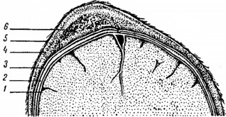 родова пухлина