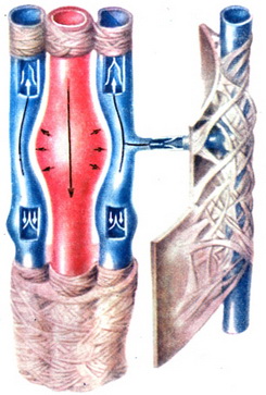 схема судинного пучка