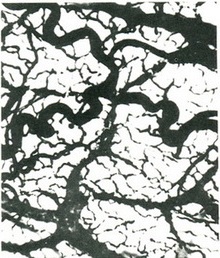 одношарова мережа кровоносних капілярів