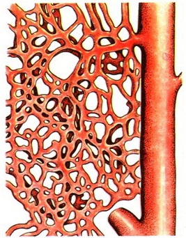 мережа кровоносних капілярів альвеол легкого