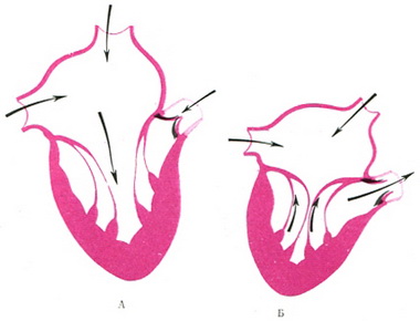 напрямок струму крові в серці