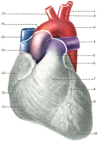 серце і великі судини схема