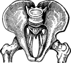 поперечносуженного таз