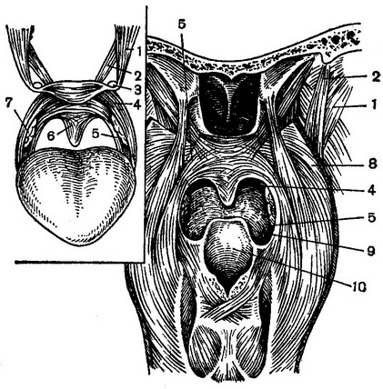 м'язи м'якого піднебіння і глотки ззаду
