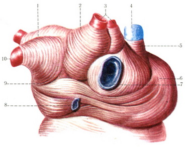 м'язовий шар передсердя