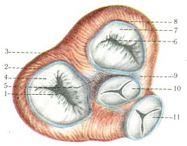 клапани і сполучнотканинні прошарки серця