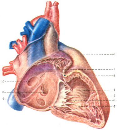 праве передсердя і шлуночок