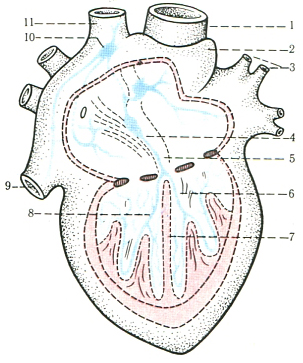 схема вузлів і провідної системи у м'язі серця