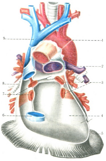 задня стінка перикарда