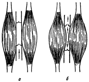 схема руху крові у венах