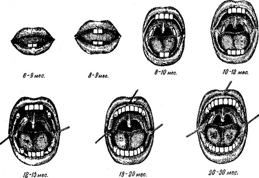 схема прорізування молочних зубів