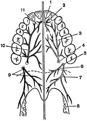 кровопостачання та іннервація неба