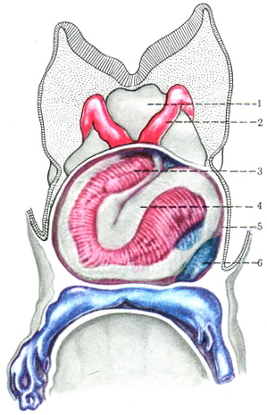 освіта вигинів в эндокардиальной трубці