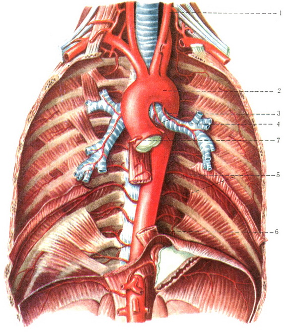 грудна аорта