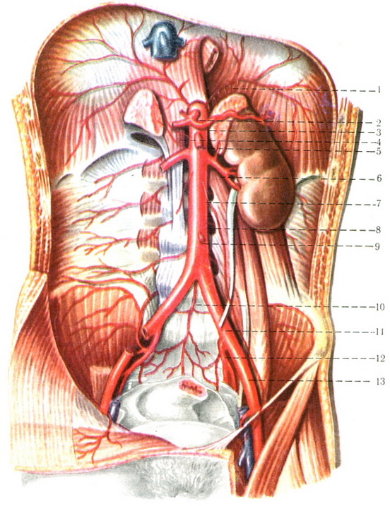 черевна аорта