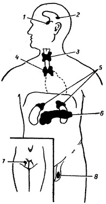 схема розташування залоз внутрішньої секреції