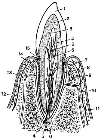 схема поздовжнього розрізу зуба
