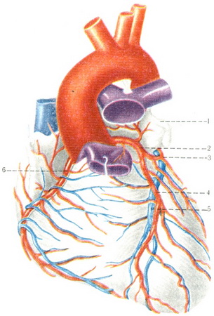 артерії і вени серця (вид спереду)
