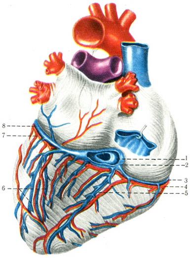 артерії і вени серця (вид ззаду)