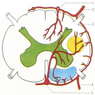 схема кровопостачання спинного мозку