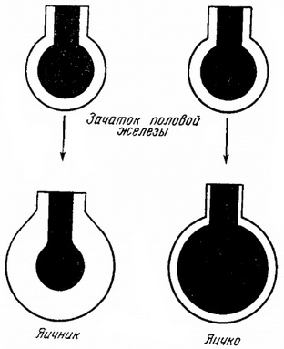 диференціація зачатка статевих залоз