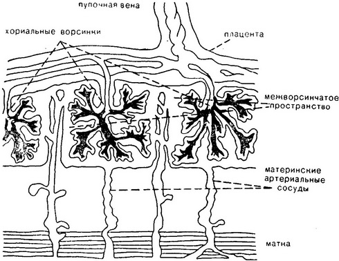 трансплацентарний передача лікарських препаратів
