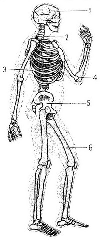 опорно-руховий апарат людини
