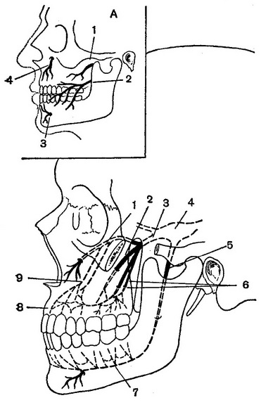іннервація щелеп і зубів