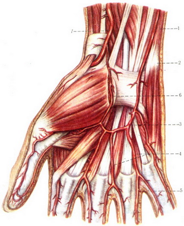 артерії долонній поверхні кисті