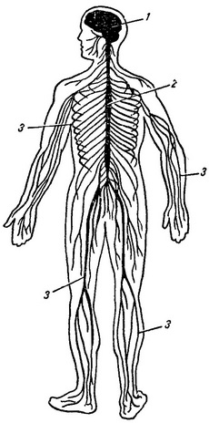 загальний план будови нервової системи