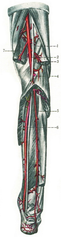 артерії гомілки