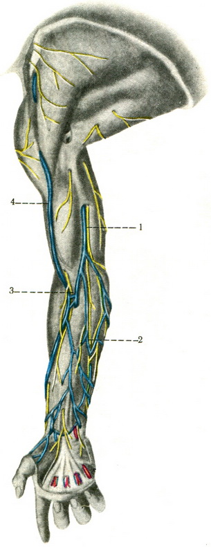 поверхневі вени верхньої кінцівки
