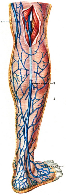 поверхневі вени задньої поверхні гомілки