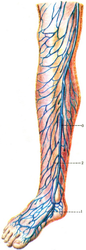 поверхневі вени медіальної і передньої поверхонь гомілки